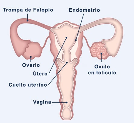 Órganos reproductivos de la mujer